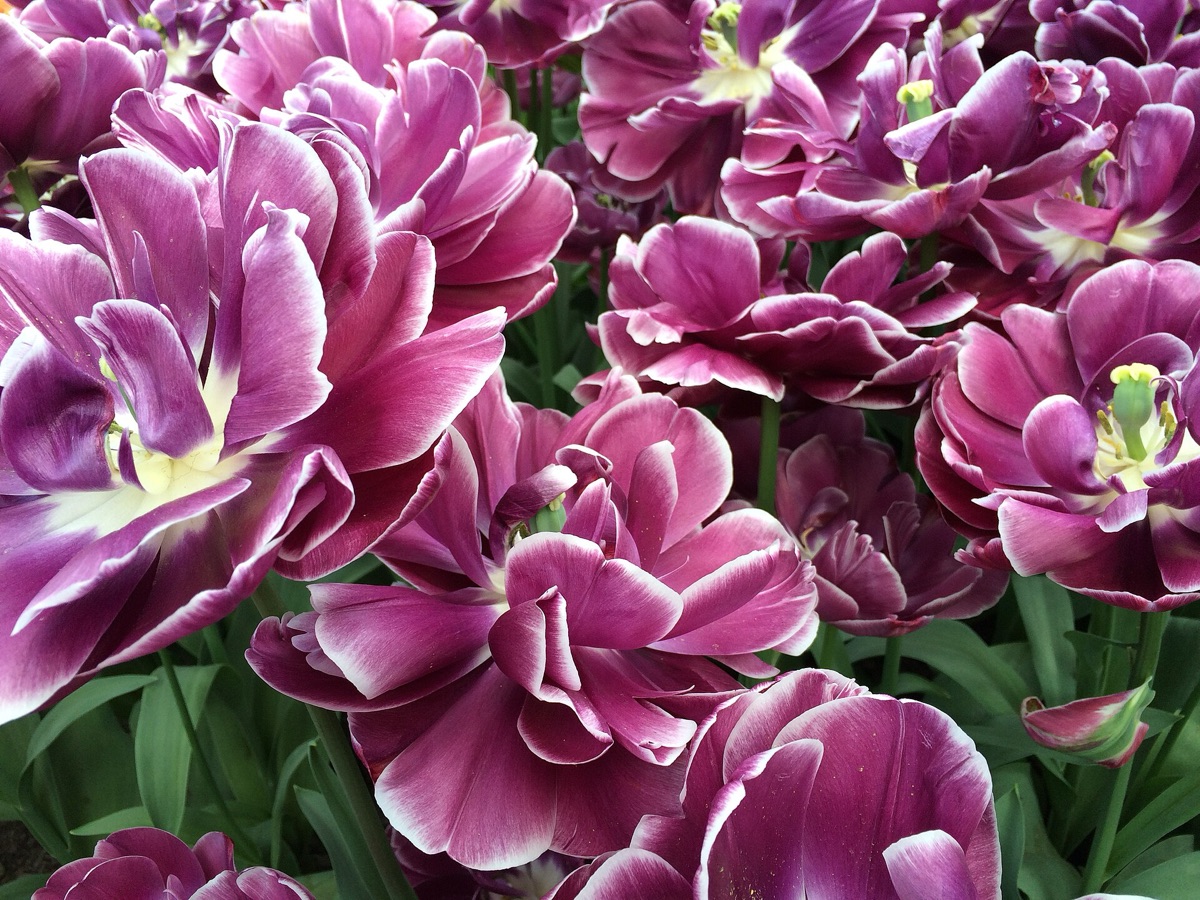 Netherlands flower industry map