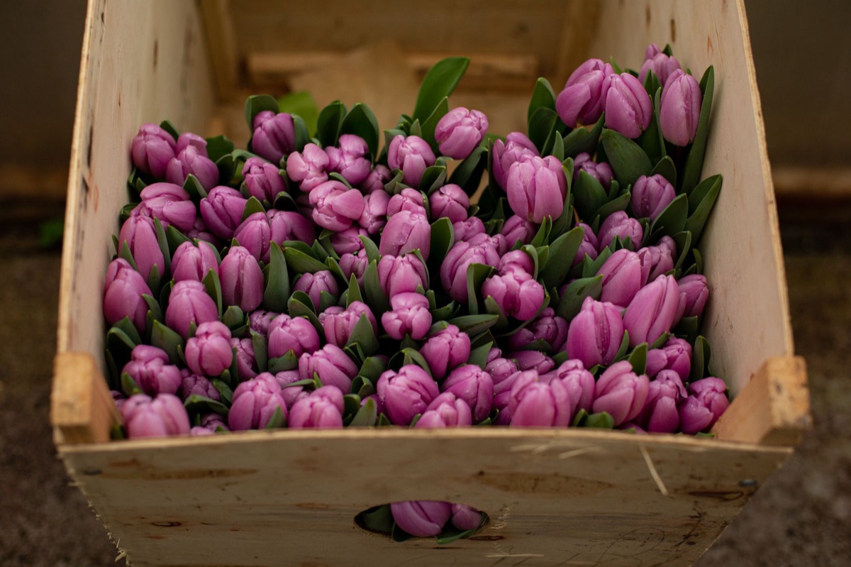 hallazgo de loteria de flores en aalsmeer