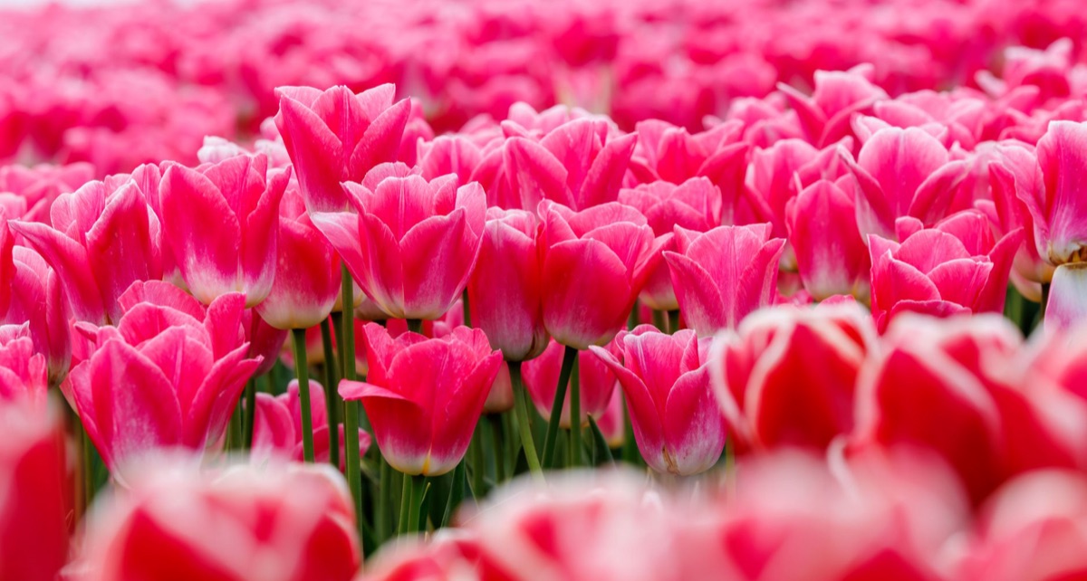 Centre de distribution florale en Hollande