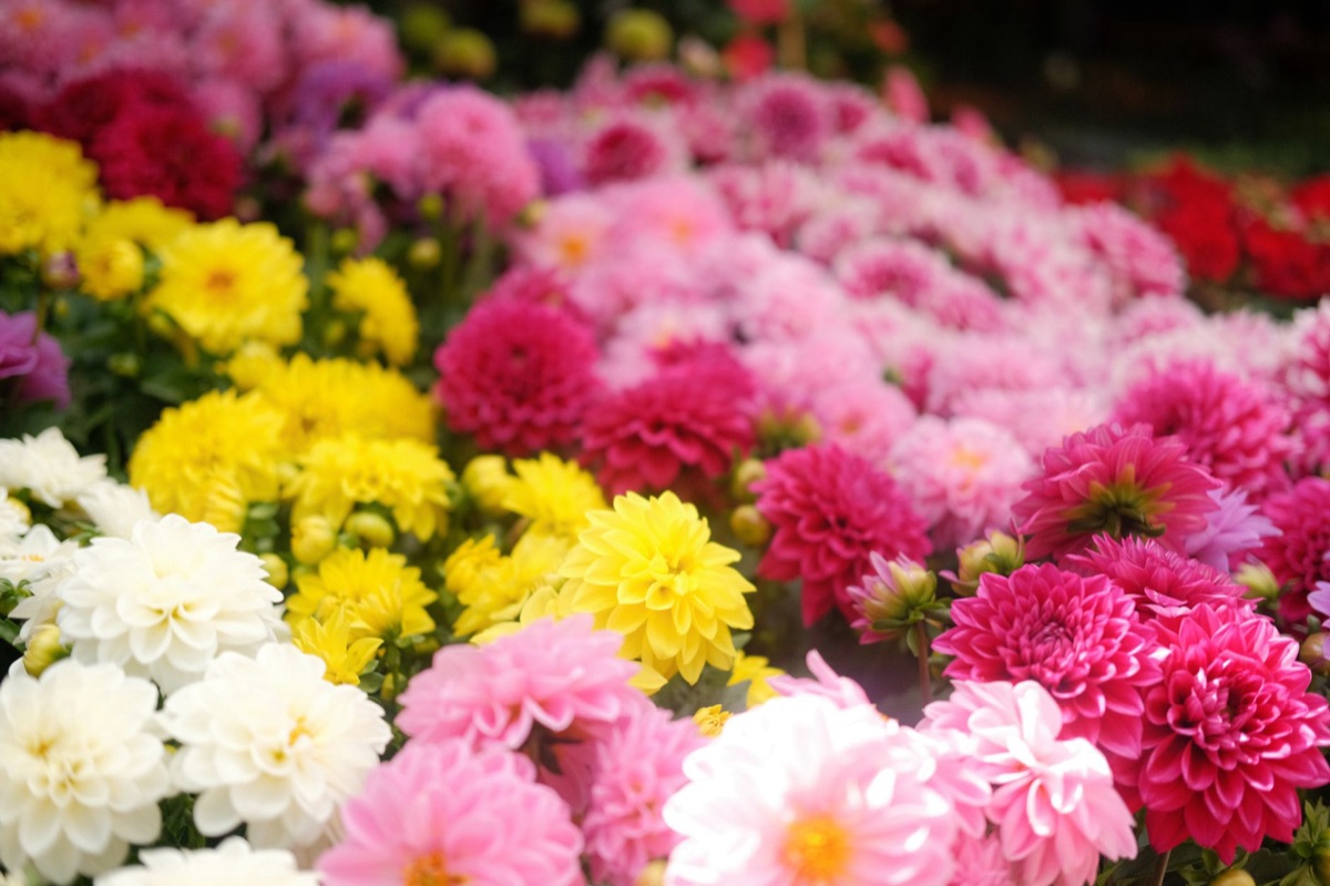 アールスメルの花営業場所に咲く花