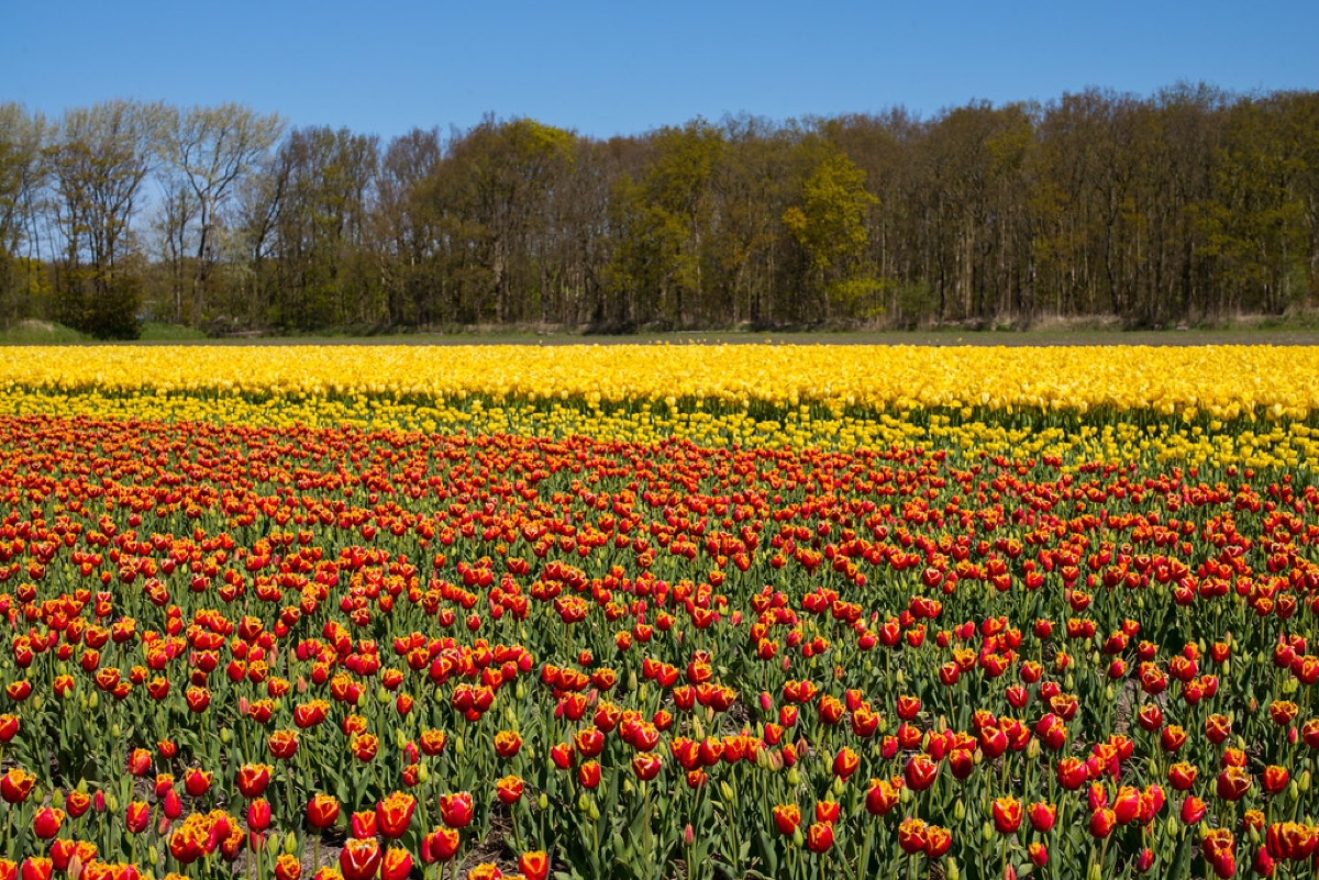 Campo de tulipanes en los Países bajos