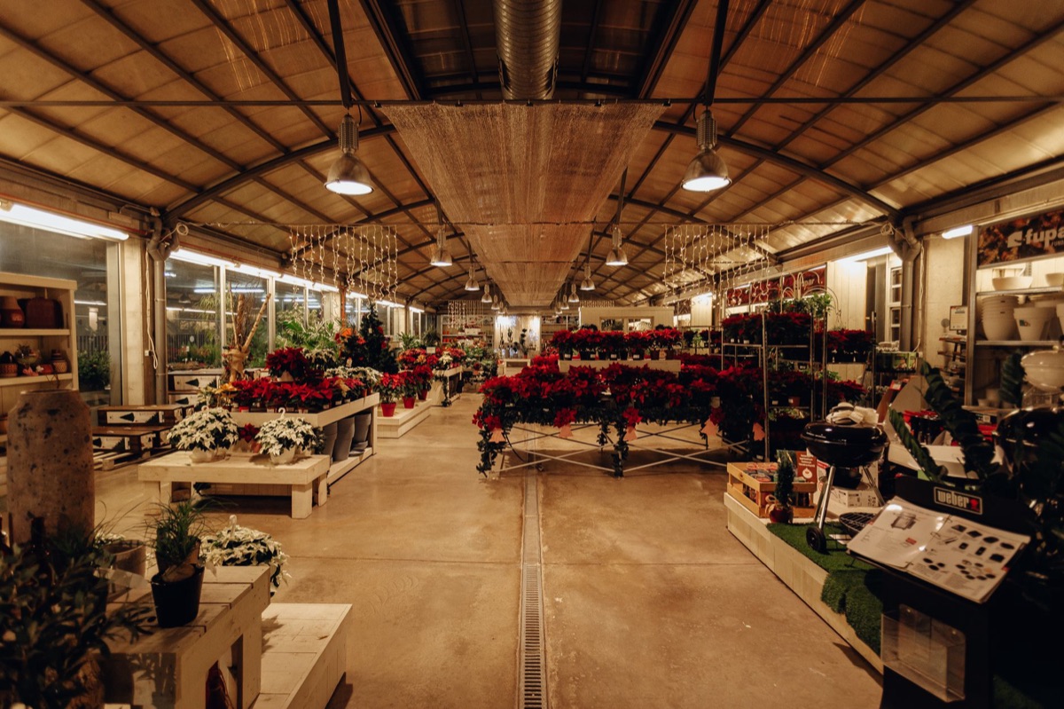 Enchères florales à Aalsmeer
