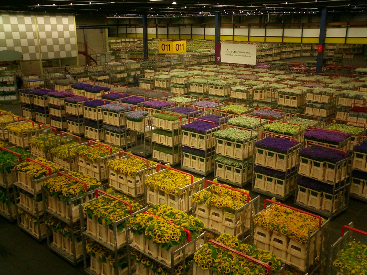 Aalsmeer flower market