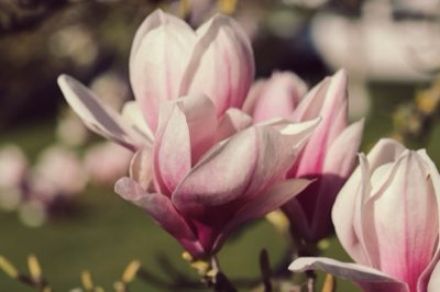 Pflanzenleben: 0,1mm bis 1m – Die Evolution der Blüte