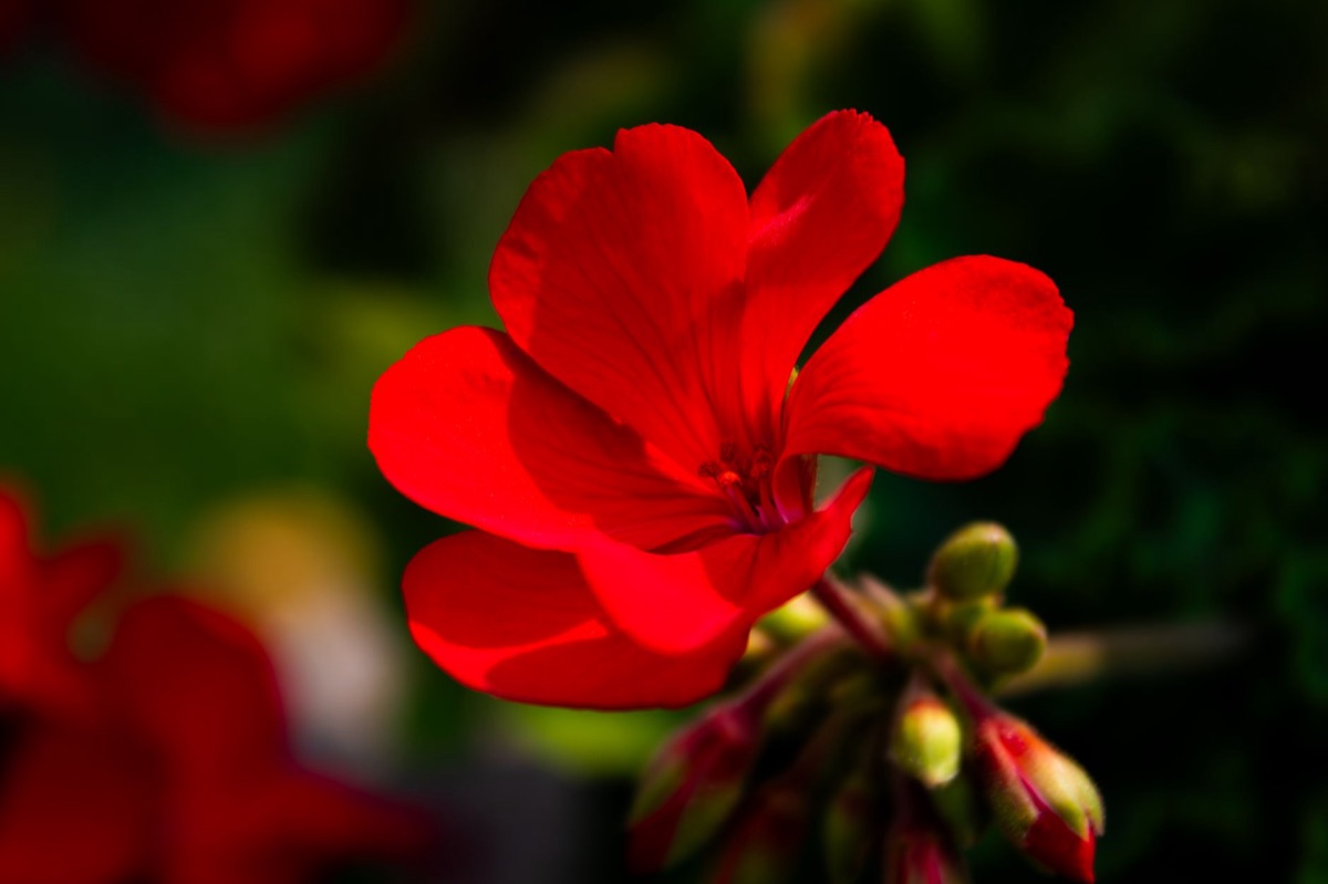 roten Geraniumblüte im Sonnenlicht
