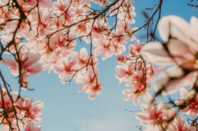 Botánica A-Z: Guía completa de flores, 90% éxito vegetal