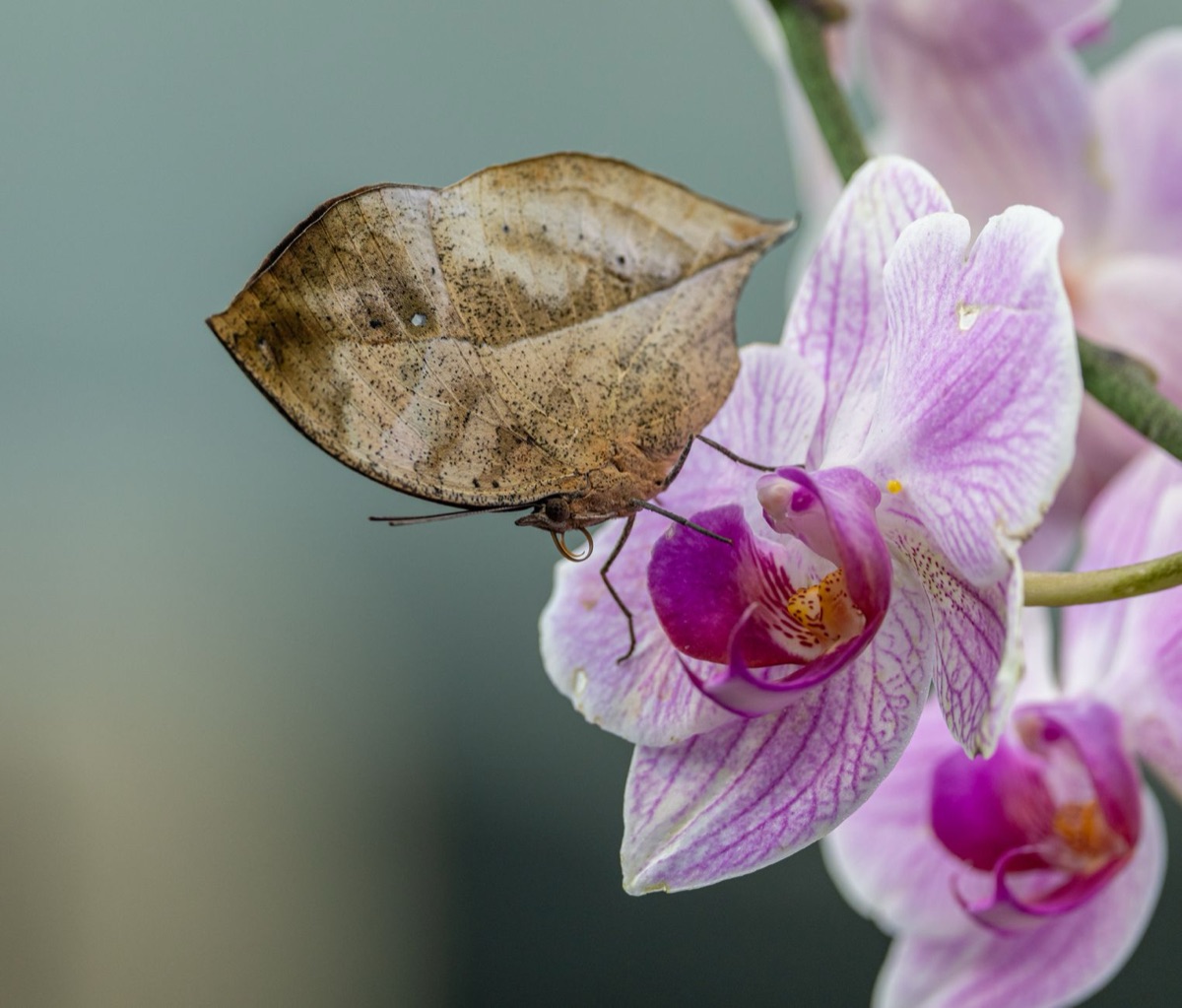 butterfly orchid flower