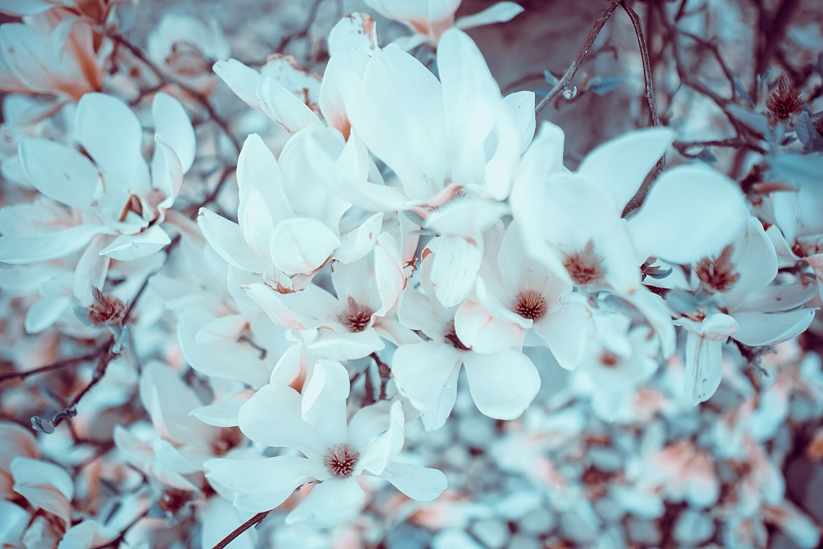  magnolia flower arrangement