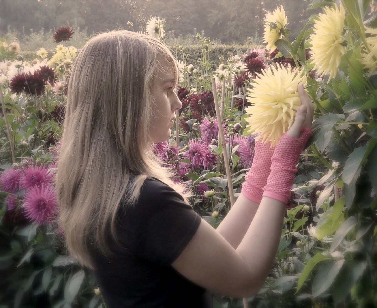  dahlia flower in garden