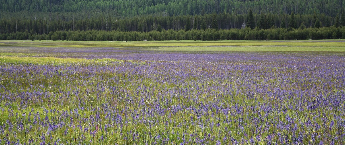 wildflower meadow in natural landscape