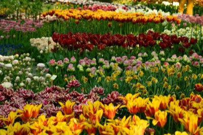 Rose Genus: From Wild Roots to Modern Blooms in Your Garden