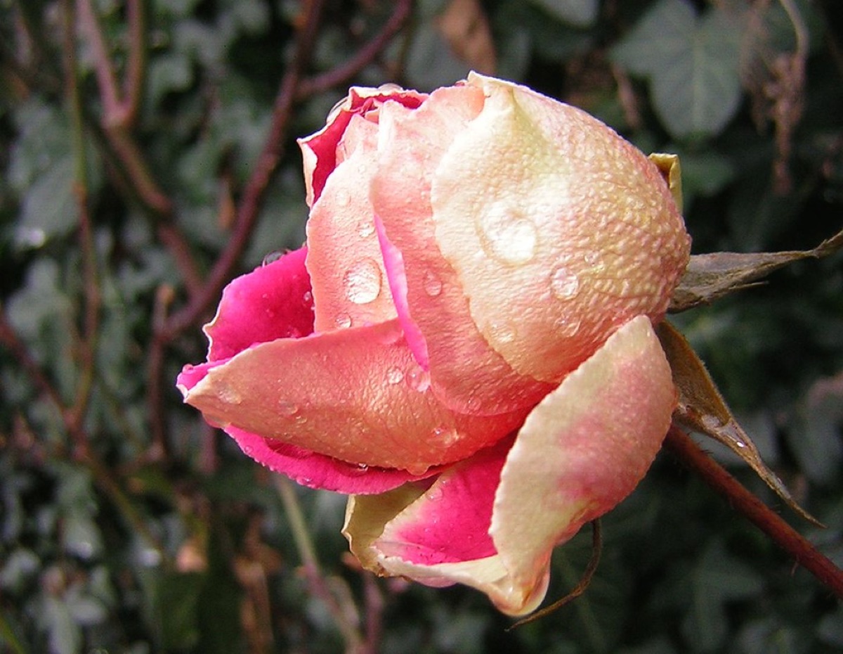 roses in garden bed