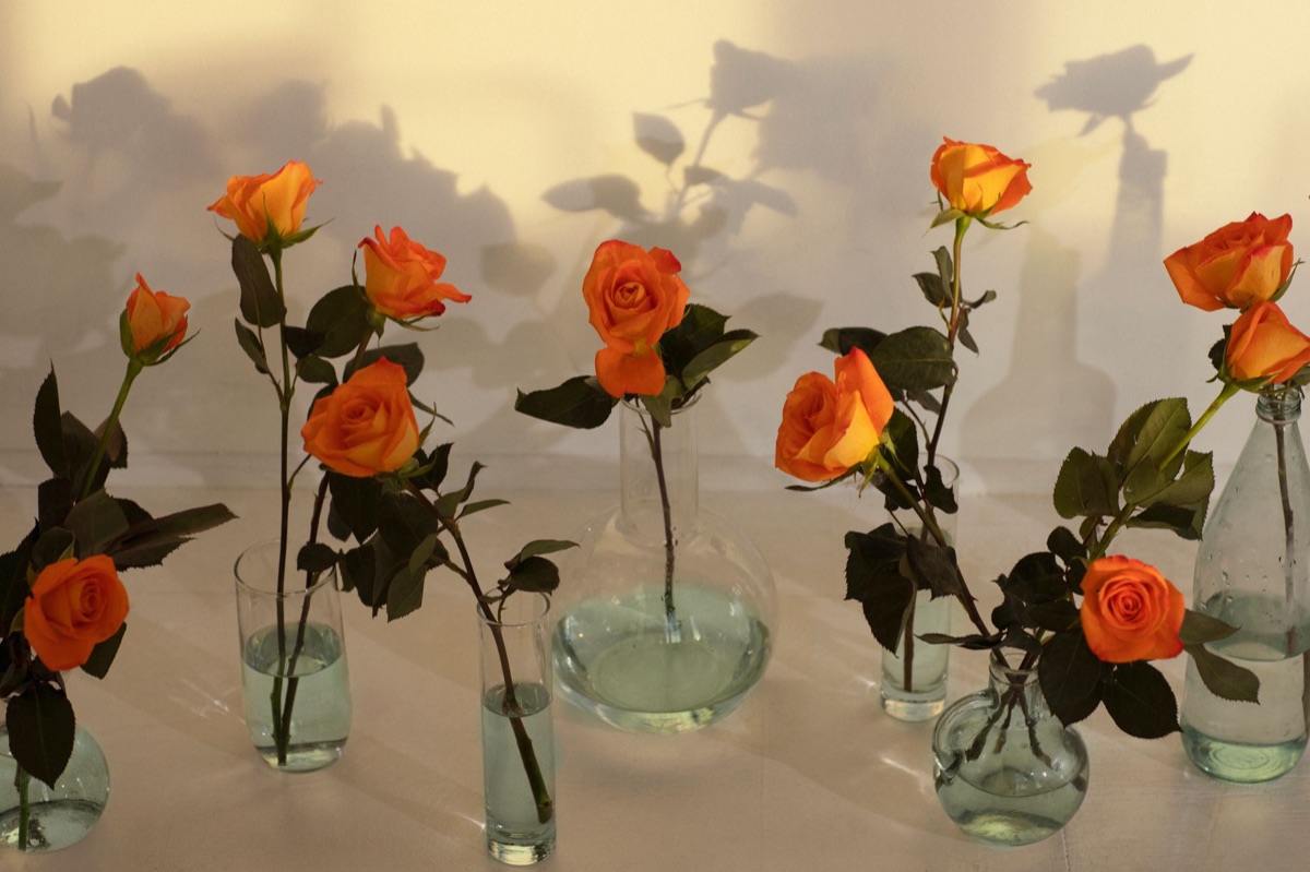 historical roses in vase