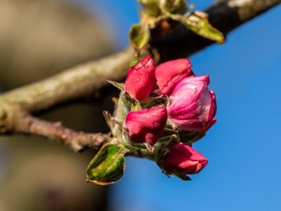 Dominando la rosa: Cultivo, taxonomía y su belleza perdurable