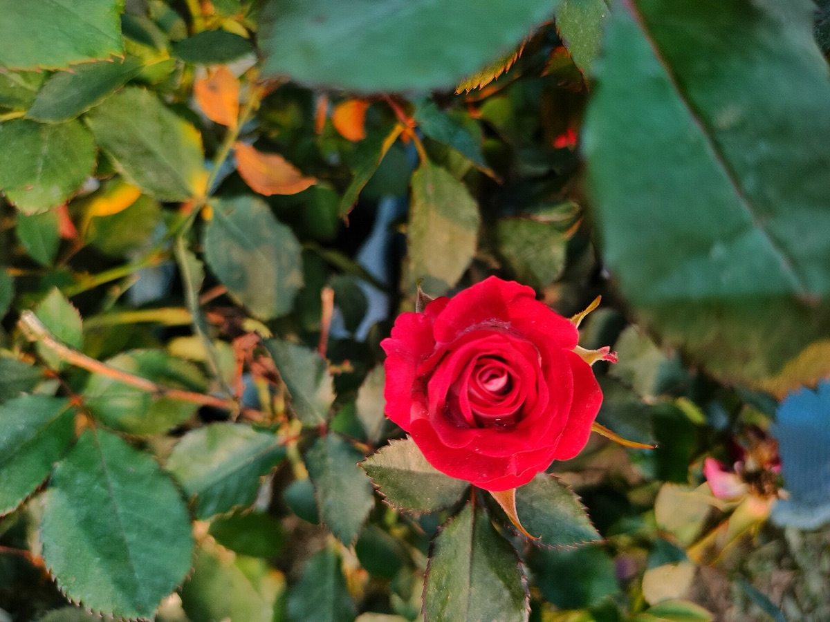 Rosas en jardín