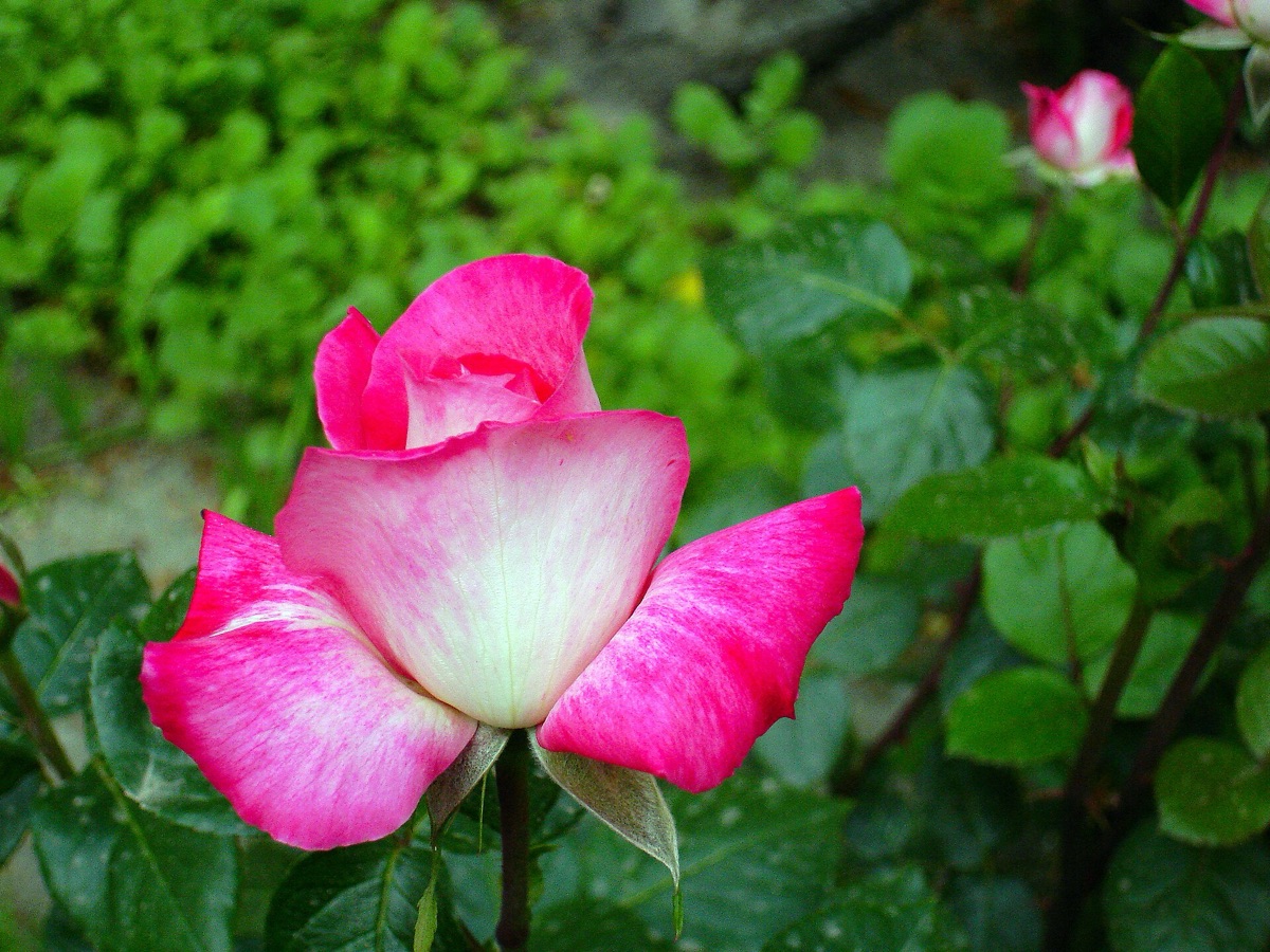 Roses in different colors in a garden
