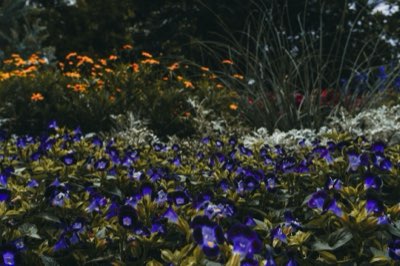 Potatura e terreno: 3 fattori chiave per la salute delle tue rose