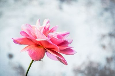 역사와 사랑을 담은 장미, 완벽한 재배를 위한 5가지 비결