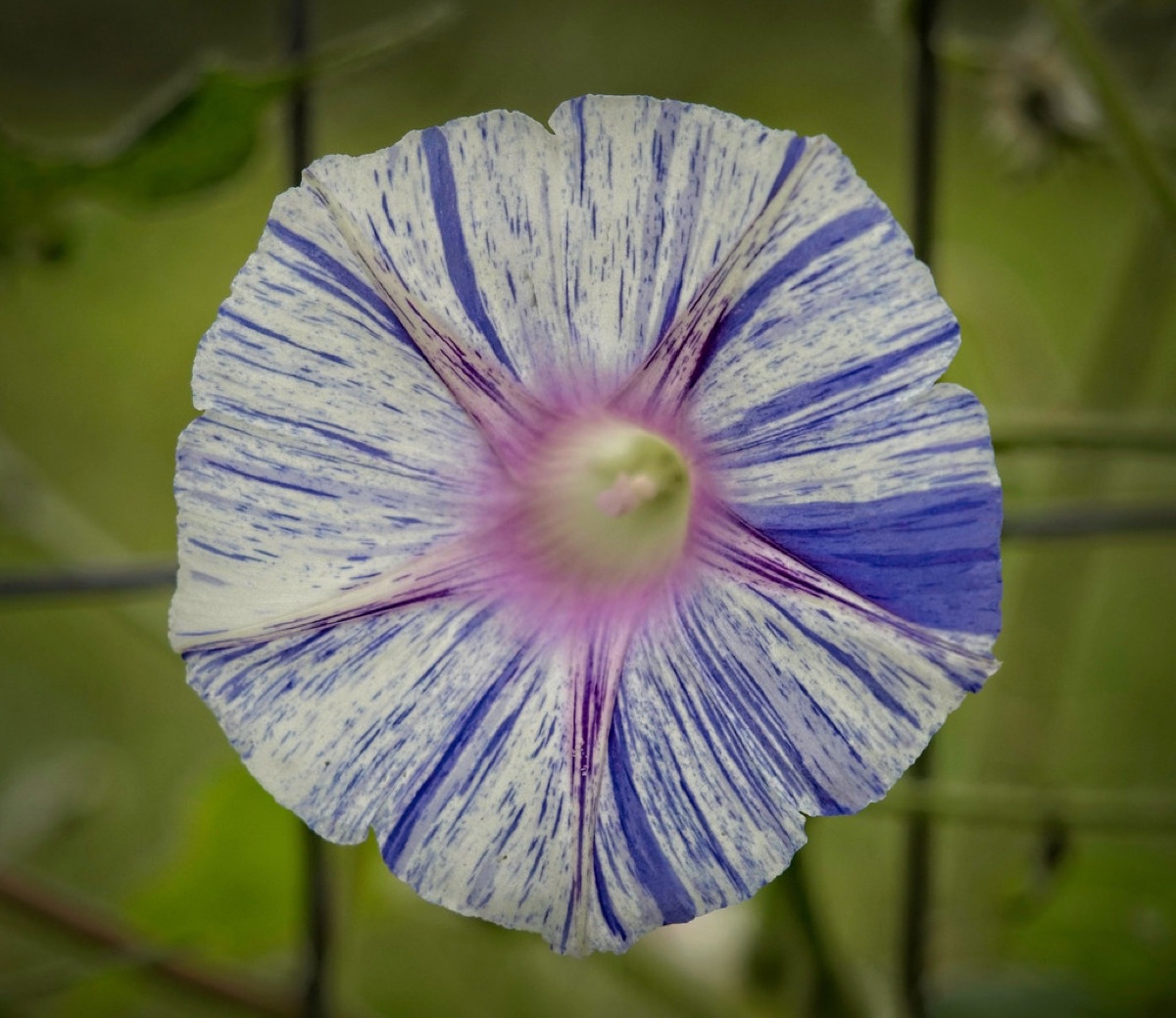 Verschillende rozensoorten in een tuin