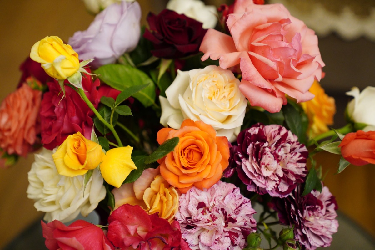 jardim com diversas flores