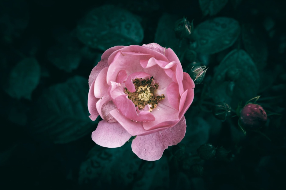 ilustração de rosa em tempo antigo