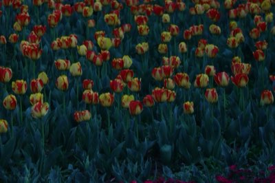 Zwiebelwahl und Pflanztiefe: Die Basis für blühende Tulpen