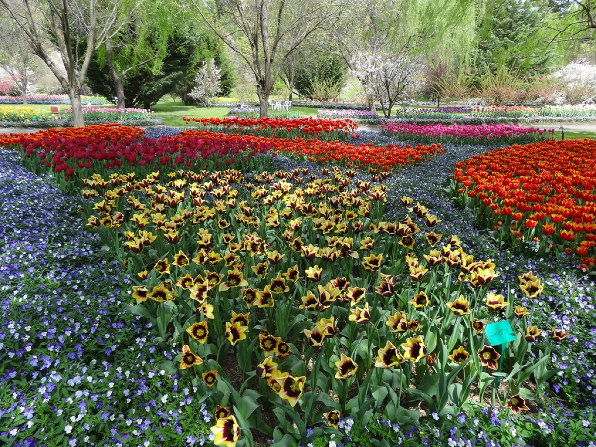 Tulip care in spring