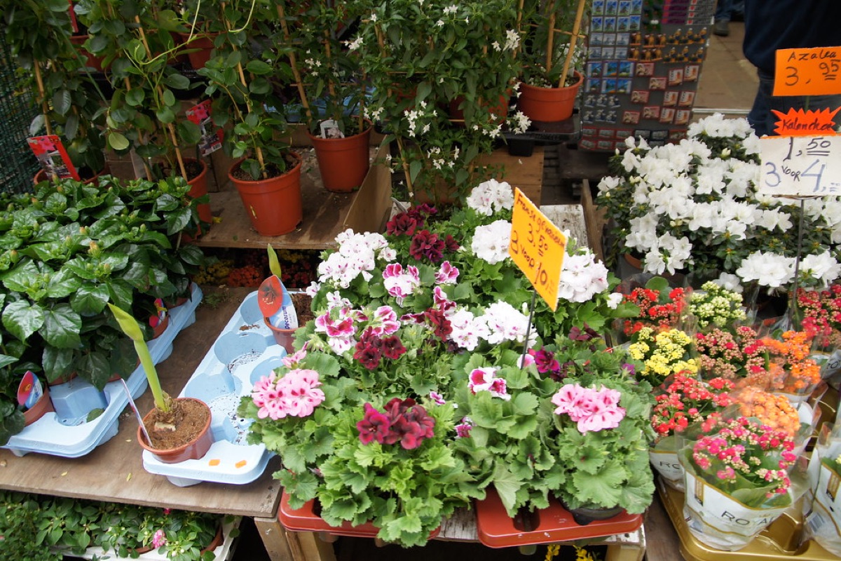 Tulip bulb planting in garden