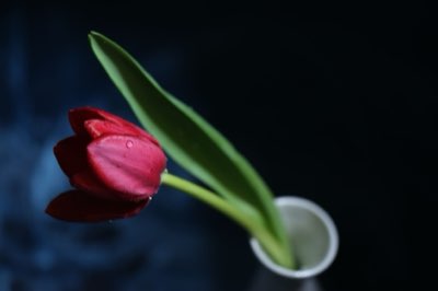 Tulipanes: Guía completa para un jardín florecido en primavera