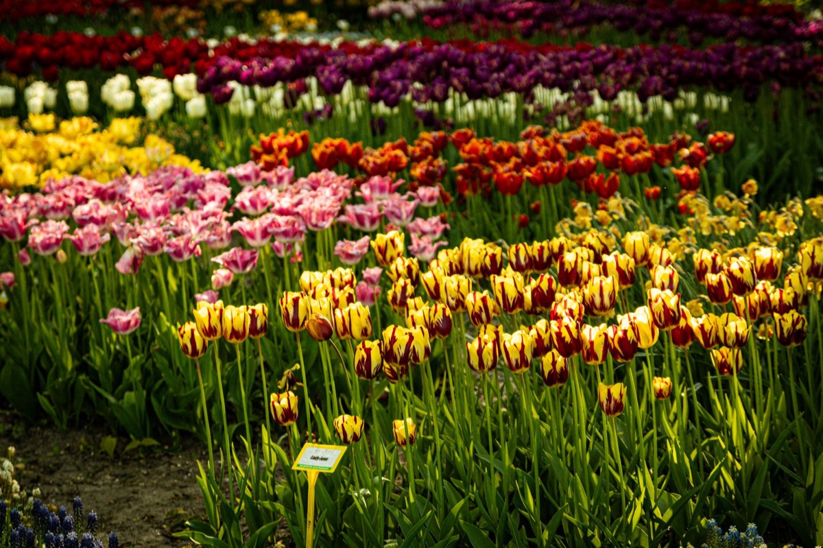 Bulbo de tulip plantado en jardín