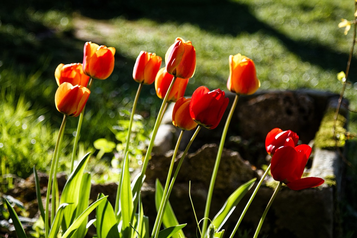 Flor de tulip en jardín de primavera