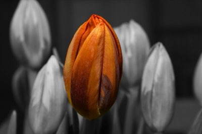 Tulipes : assurer la vigueur grâce à la taille du bulbe et au sol
