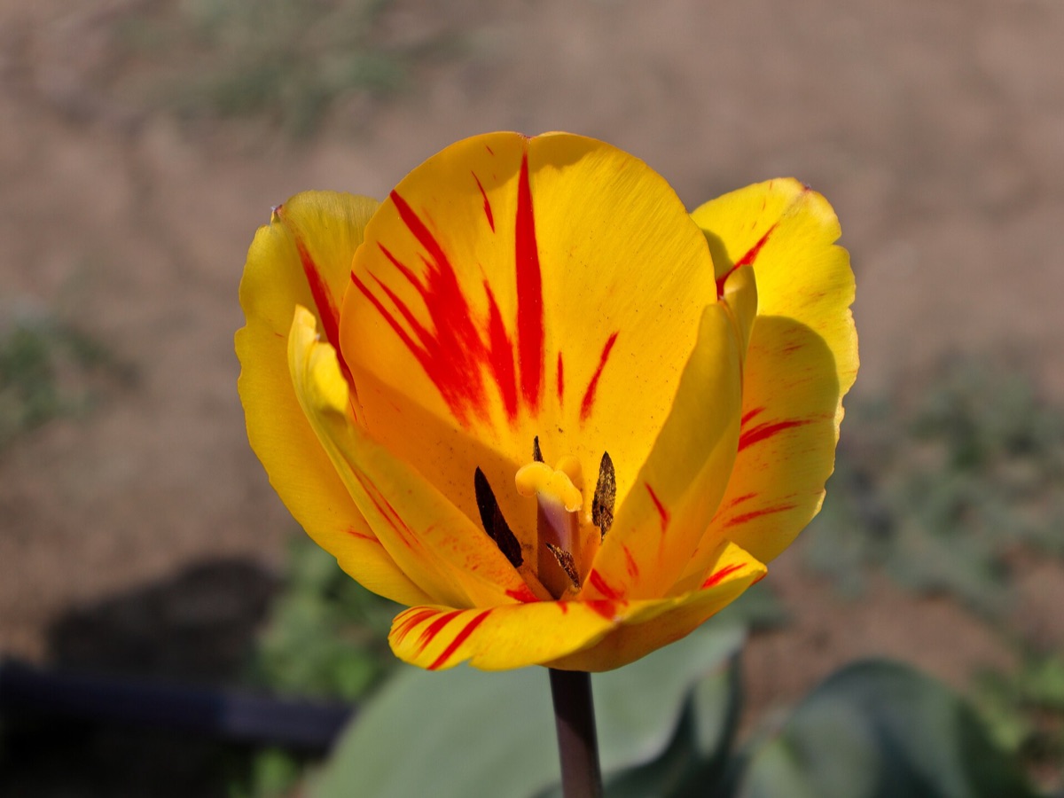 Bulbe tulipe plantee