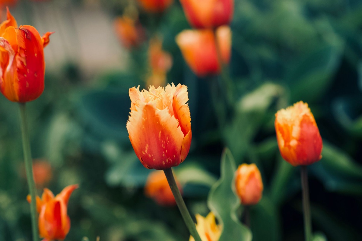 Soins bulbe tulipe