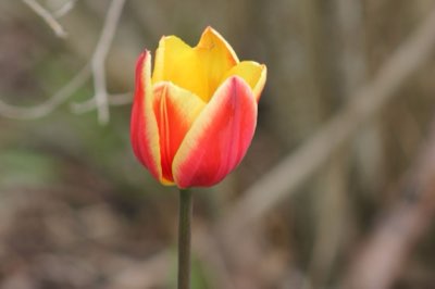Ciclo tulipano: Dal bulbo alla dormienza, massimizzare ogni fase