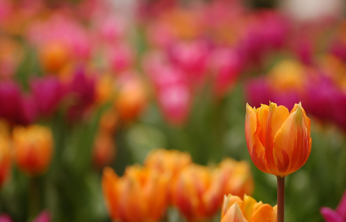 tulip bulb planting in garden