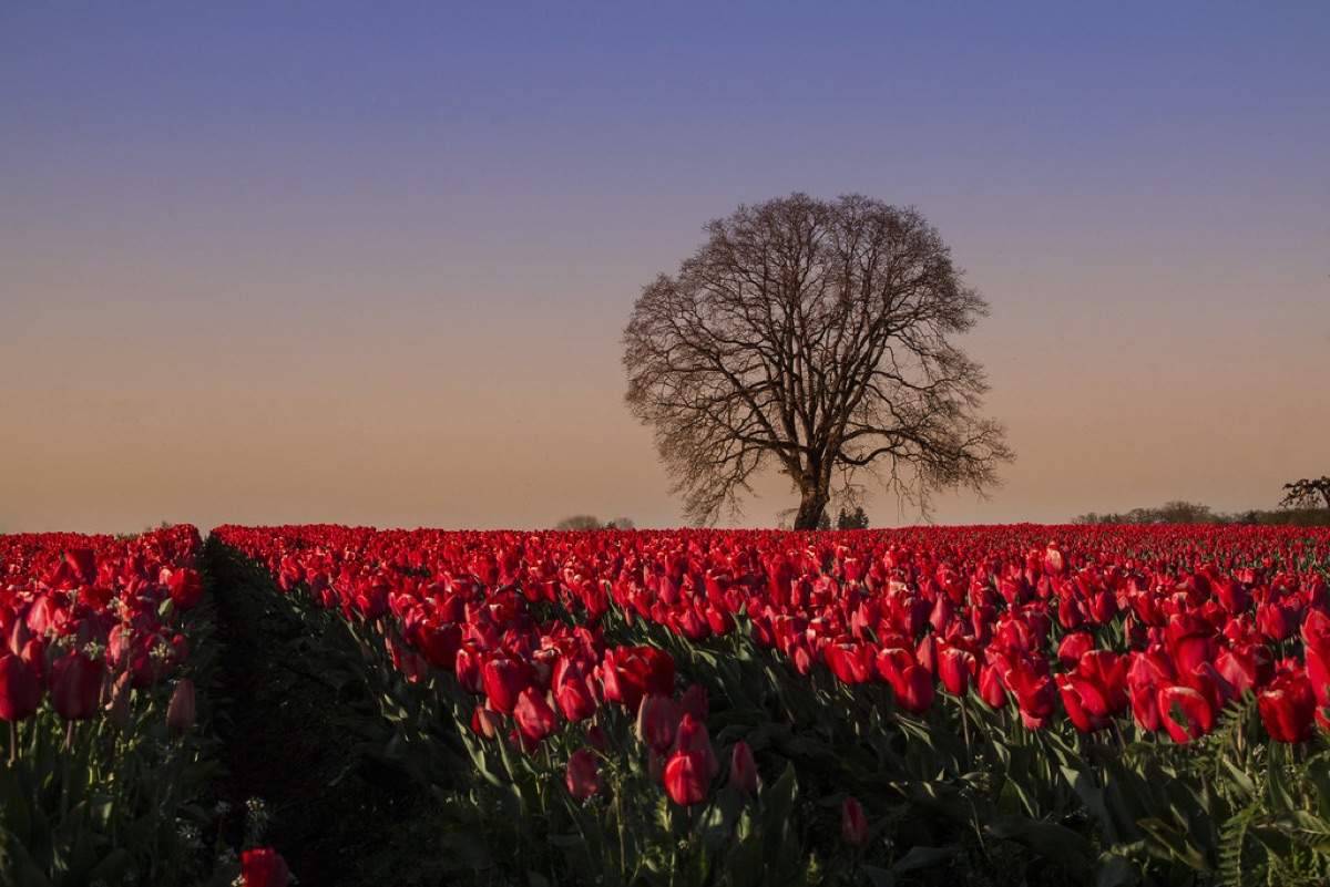 tulip flower in spring garden