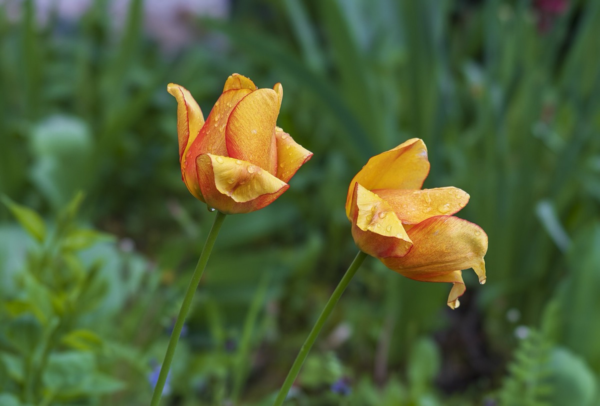 Tulip bulb planting in garden