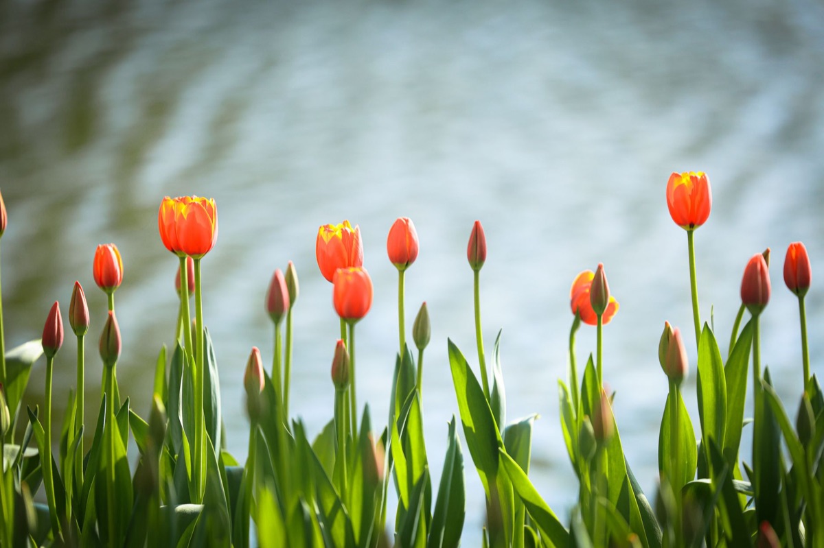 Tulip care steps in garden