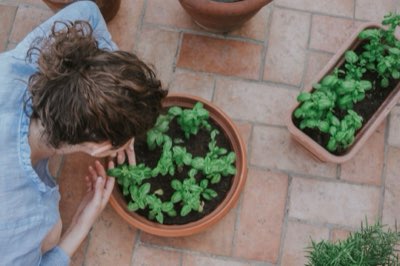 Bulbos de 1 a 5cm: Como escolher o perfeito para seu jardim