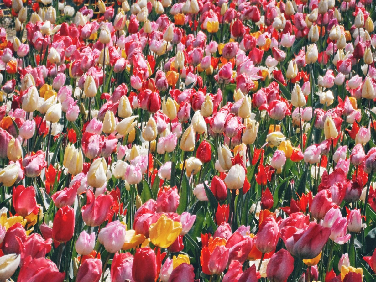 bulbo de tulippe plantado em jardim