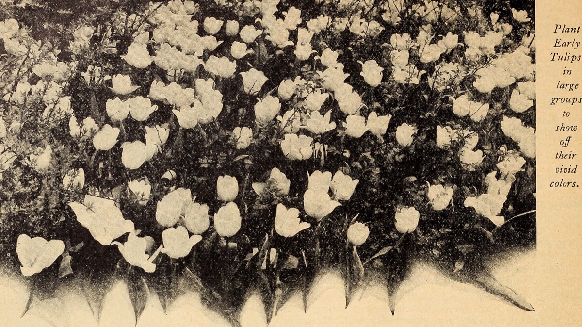 cuidado com tulippe no verão