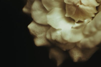 Chrysanthemen: Die Kunst des Herbstgartens seit 1850