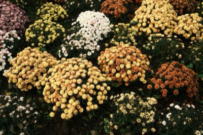 9-Step Guide to Perfect Chrysanthemum Blooms This Autumn