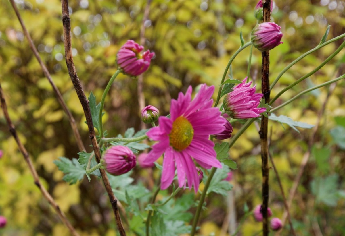 chrysanthemum plant with soil