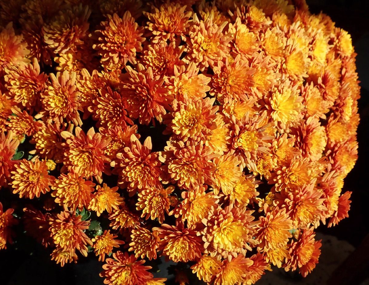 chrysanthemum in garden
