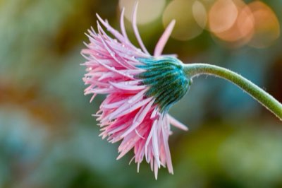 9 variétés de chrysanthèmes : Le secret d'un automne parfait