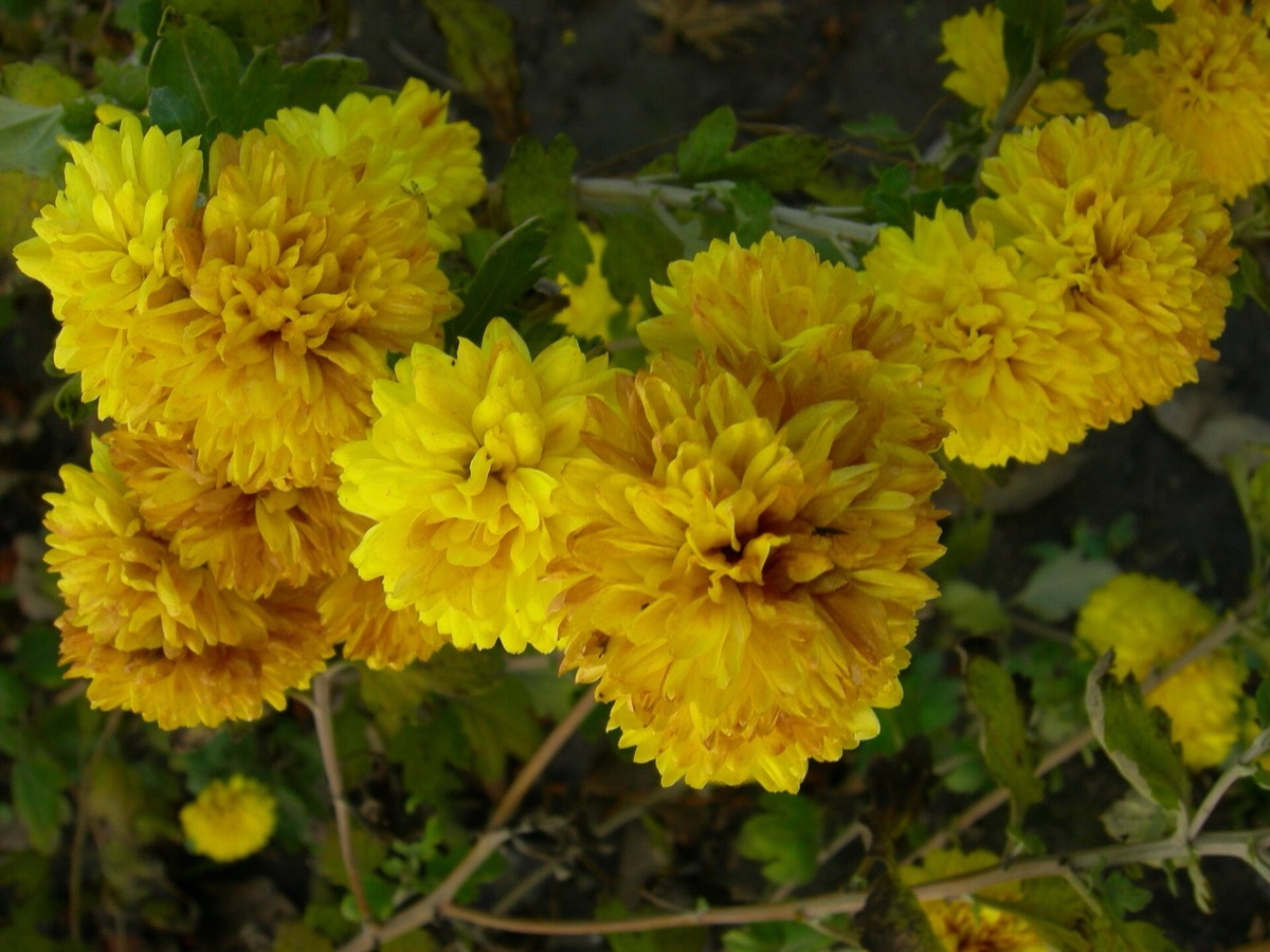 Chrysanthemum plant with autumn garden