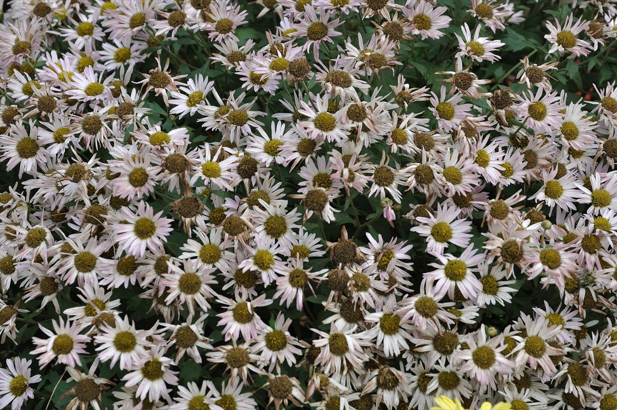 Chrysanthemum varieties in garden