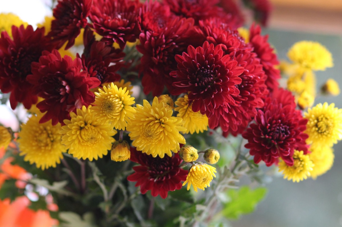 Autumn chrysanthemum arrangement in vase